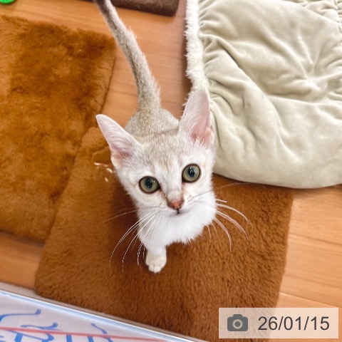 東京都のシンガプーラ (ペットプラス 板橋店/2025年10月1日生まれ/女の子/セピアアグーティ)の子猫の4枚目の画像