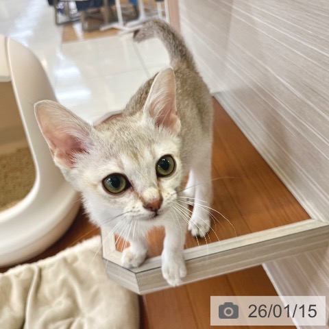 東京都のシンガプーラ (ペットプラス 板橋店/2025年10月1日生まれ/女の子/セピアアグーティ)の子猫の3枚目の画像