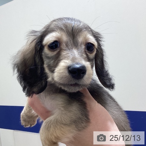 千葉県のカニンヘンダックスフンド(ロング) (ペットプラス 成田店/2025年10月2日生まれ/男の子/シェーデットイエロー)の子犬の3枚目の画像