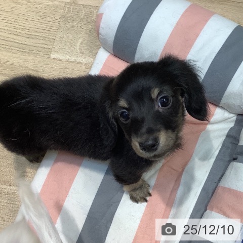 埼玉県のカニンヘンダックスフンド(ロング) (ペットプラス ららぽーと新三郷店/2025年10月2日生まれ/男の子/ブラックタン)の子犬の3枚目の画像