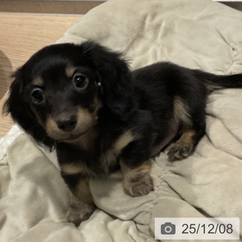 埼玉県のカニンヘンダックスフンド(ロング) (ペットプラス コクーンシティ店/2025年10月2日生まれ/男の子/ブラックタン)の子犬の4枚目の画像