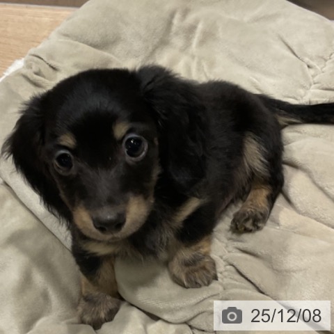 埼玉県のカニンヘンダックスフンド(ロング) (ペットプラス コクーンシティ店/2025年10月2日生まれ/男の子/ブラックタン)の子犬の3枚目の画像