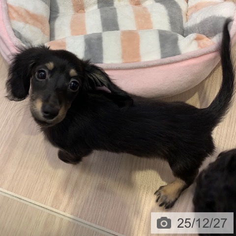 千葉県のカニンヘンダックスフンド(ロング) (ペットプラス 幕張新都心店/2025年10月2日生まれ/女の子/ブラックタン)の子犬の3枚目の画像