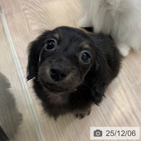 カニーンヘン・ダックスフンドの写真