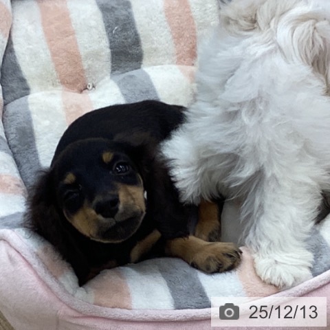 福岡県のミニチュアダックスフンド(ロング) (ペットプラス 春日店/2025年9月30日生まれ/男の子/ブラックタン)の子犬の4枚目の画像