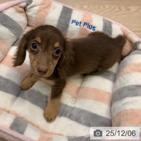 ミニチュア・ダックスフンドの写真