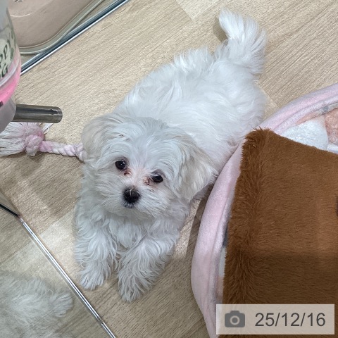 東京都のマルチーズ (ペットプラス 立川高島屋S.C.店/2025年10月3日生まれ/女の子/ホワイト)の子犬の4枚目の画像