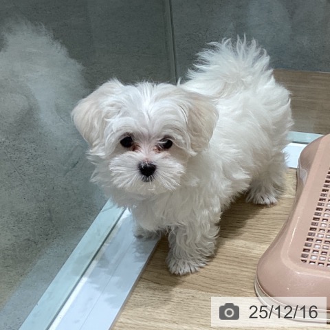東京都のマルチーズ (ペットプラス 立川高島屋S.C.店/2025年10月3日生まれ/女の子/ホワイト)の子犬の3枚目の画像