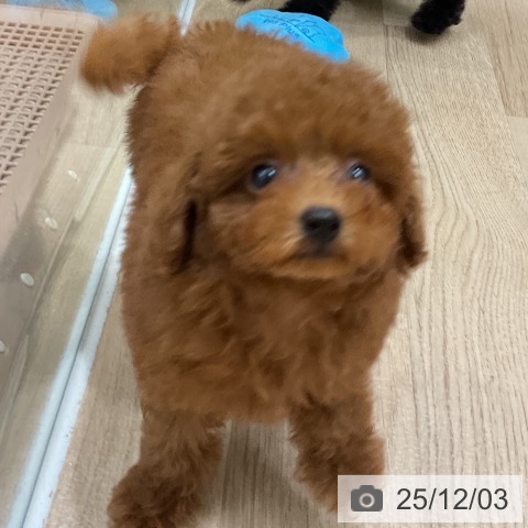 トイ・プードルの写真