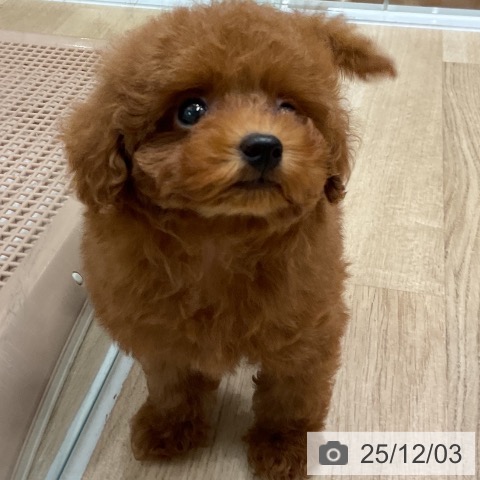 トイ・プードルの写真