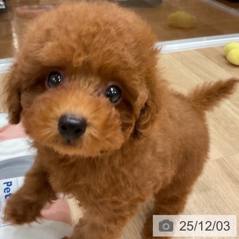 トイ・プードルの写真