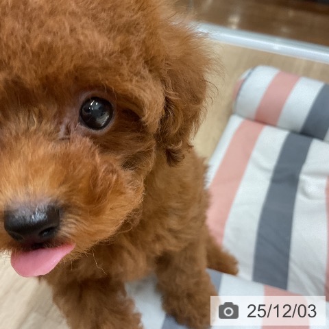 トイ・プードルの写真