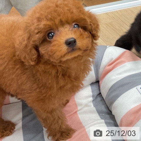 トイ・プードルの写真