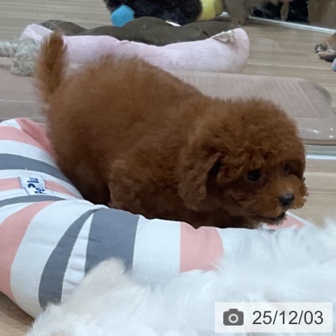 トイ・プードルの写真