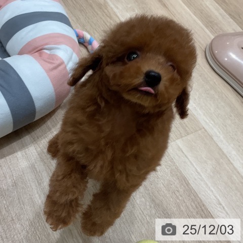 トイ・プードルの写真