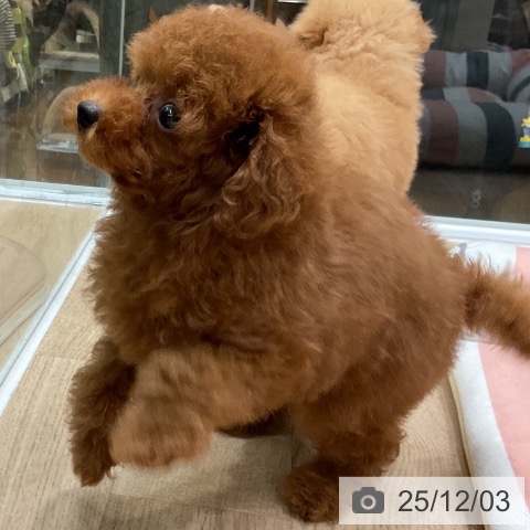 福岡県のトイプードル(トイ) (ペットプラス 八幡東店/2025年9月29日生まれ/男の子/レッドフォーン)の子犬の4枚目の画像