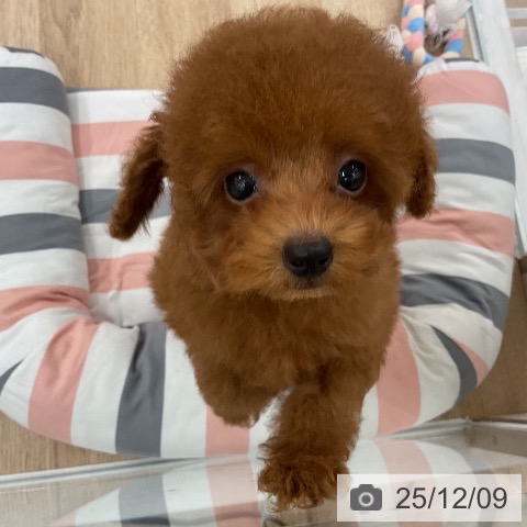 福岡県のトイプードル(トイ) (ペットプラス 八幡東店/2025年9月29日生まれ/男の子/レッドフォーン)の子犬の4枚目の画像