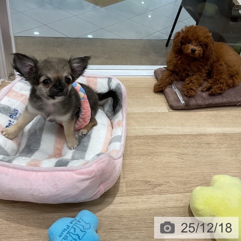 福岡県のトイプードル(トイ) (ペットプラス 八幡東店/2025年9月29日生まれ/男の子/レッドフォーン)の子犬の4枚目の画像