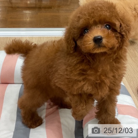 福岡県のトイプードル(トイ) (ペットプラス 八幡東店/2025年9月29日生まれ/男の子/レッドフォーン)の子犬の3枚目の画像