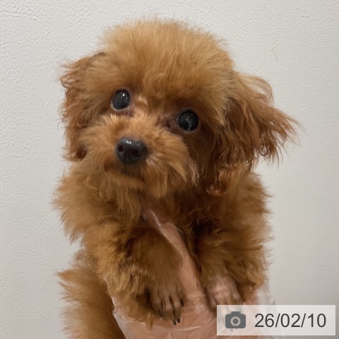 福岡県のトイプードル(トイ) (ペットプラス 小倉南店/2025年9月29日生まれ/女の子/レッドフォーン)の子犬の4枚目の画像