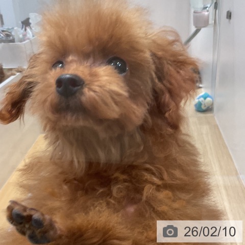 福岡県のトイプードル(トイ) (ペットプラス 小倉南店/2025年9月29日生まれ/女の子/レッドフォーン)の子犬の3枚目の画像