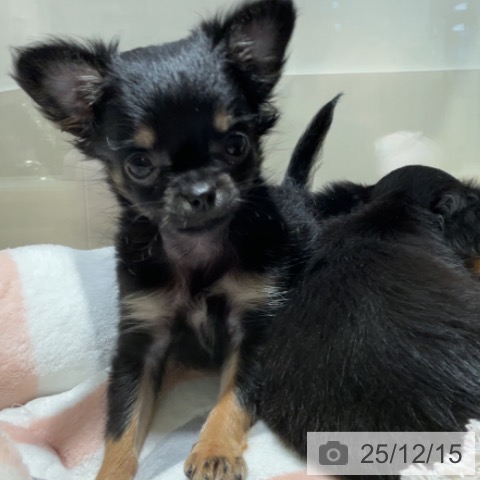 神奈川県のチワワ(ロング) (ペットプラス 湘南平塚店/2025年10月2日生まれ/男の子/ブラックタン)の子犬の4枚目の画像