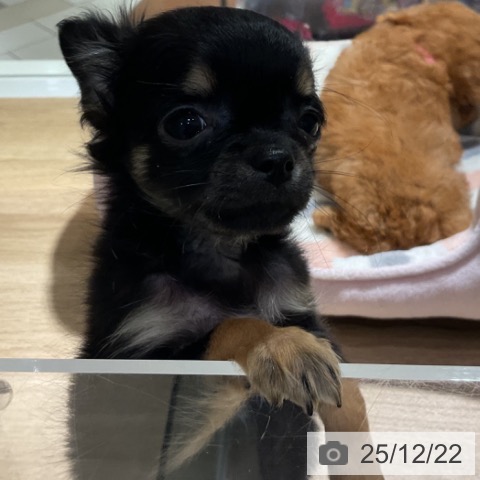 神奈川県のチワワ(ロング) (ペットプラス 湘南平塚店/2025年10月2日生まれ/男の子/ブラックタン)の子犬の4枚目の画像