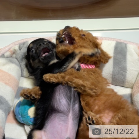 神奈川県のチワワ(ロング) (ペットプラス 湘南平塚店/2025年10月2日生まれ/男の子/ブラックタン)の子犬の4枚目の画像