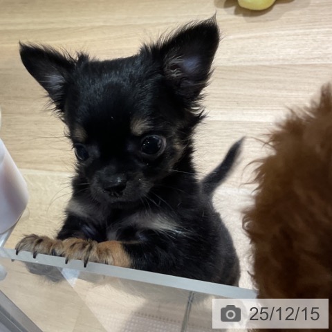 神奈川県のチワワ(ロング) (ペットプラス 湘南平塚店/2025年10月2日生まれ/男の子/ブラックタン)の子犬の3枚目の画像