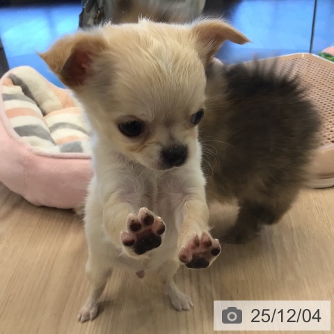 千葉県のチワワ(ロング) (ペットプラス 幕張新都心店/2025年10月2日生まれ/男の子/クリームホワイト)の子犬の3枚目の画像