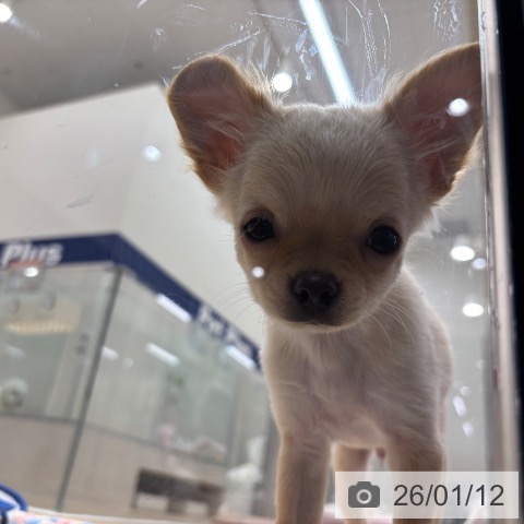 千葉県のチワワ(ロング) (ペットプラス 木更津店/2025年10月2日生まれ/男の子/クリームホワイト)の子犬の4枚目の画像