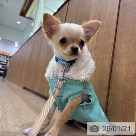 千葉県のチワワ(ロング) (ペットプラス 木更津店/2025年10月2日生まれ/男の子/クリームホワイト)の子犬の4枚目の画像