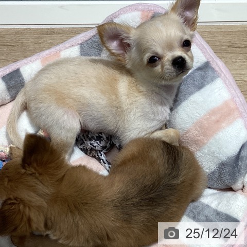 千葉県のチワワ(ロング) (ペットプラス 木更津店/2025年10月2日生まれ/男の子/クリームホワイト)の子犬の3枚目の画像