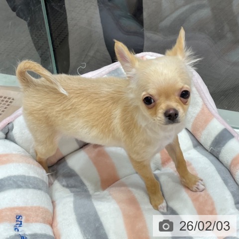 千葉県のチワワ(ロング) (ペットプラス 木更津店/2025年10月2日生まれ/男の子/クリームホワイト)の子犬の3枚目の画像