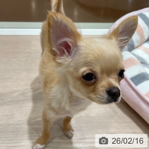 千葉県のチワワ(ロング) (ペットプラス ユーカリが丘店/2025年10月2日生まれ/男の子/クリームホワイト)の子犬の3枚目の画像