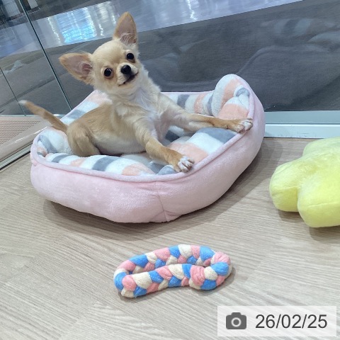 千葉県のチワワ(ロング) (ペットプラス ユーカリが丘店/2025年10月2日生まれ/男の子/クリームホワイト)の子犬の3枚目の画像