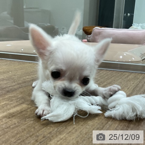 埼玉県のチワワ(ロング) (ペッツワン 吉川美南店/2025年10月2日生まれ/女の子/クリームホワイト)の子犬の4枚目の画像