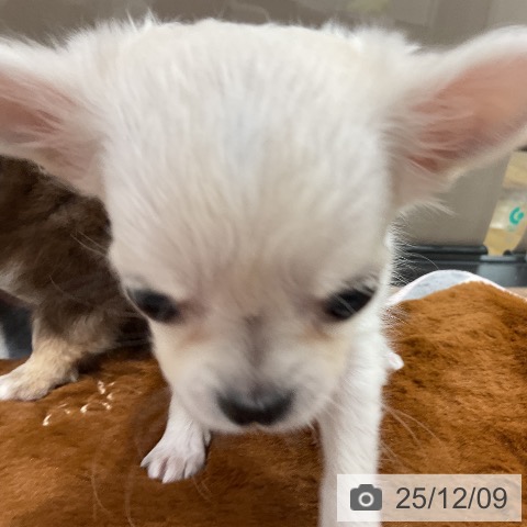 埼玉県のチワワ(ロング) (ペッツワン 吉川美南店/2025年10月2日生まれ/女の子/クリームホワイト)の子犬の3枚目の画像