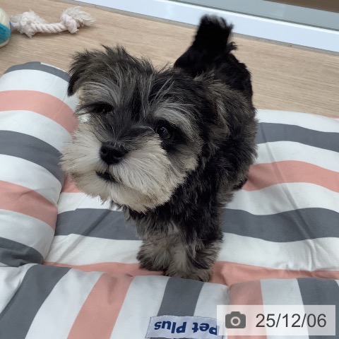 ミニチュア・シュナウザーの写真