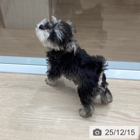 埼玉県のミニチュアシュナウザー (ペットプラス 川口店/2025年9月22日生まれ/男の子/ソルトペッパー)の子犬の4枚目の画像