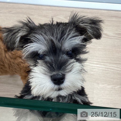 埼玉県のミニチュアシュナウザー (ペットプラス 川口店/2025年9月22日生まれ/男の子/ソルトペッパー)の子犬の3枚目の画像