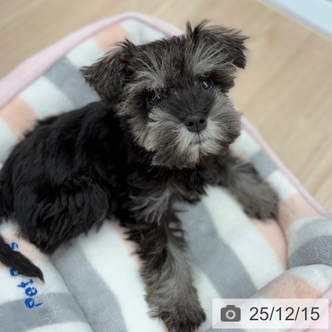 京都府のミニチュアシュナウザー (ペットプラス 京都桂川店/2025年9月22日生まれ/男の子/ソルトペッパー)の子犬の4枚目の画像