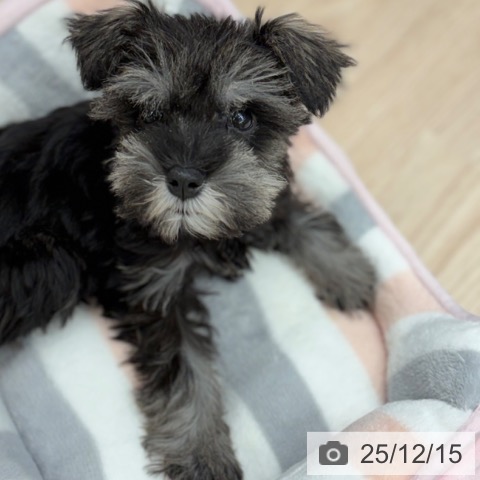 京都府のミニチュアシュナウザー (ペットプラス 京都桂川店/2025年9月22日生まれ/男の子/ソルトペッパー)の子犬の3枚目の画像