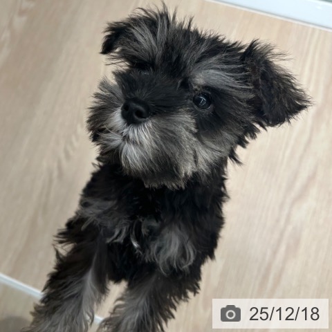 京都府のミニチュアシュナウザー (ペットプラス 京都桂川店/2025年9月22日生まれ/男の子/ソルトペッパー)の子犬の3枚目の画像