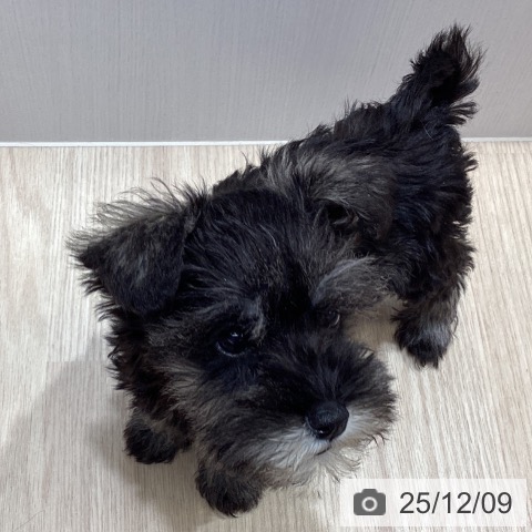 沖縄県のミニチュアシュナウザー (ペットプラス 沖縄ライカム店/2025年9月22日生まれ/女の子/ソルトペッパー)の子犬の4枚目の画像