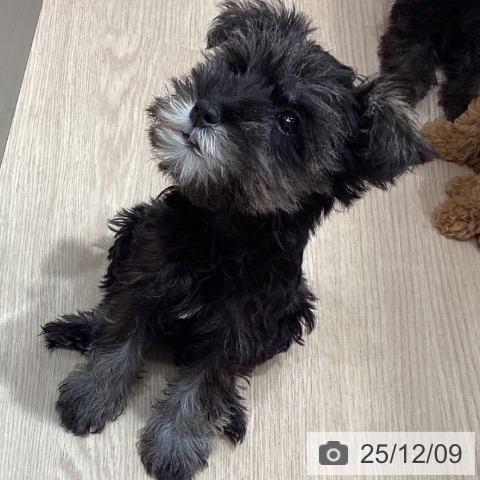 沖縄県のミニチュアシュナウザー (ペットプラス 沖縄ライカム店/2025年9月22日生まれ/女の子/ソルトペッパー)の子犬の3枚目の画像