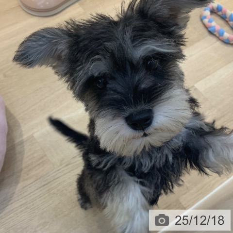 東京都のミニチュアシュナウザー (ペットプラス アクアシティお台場店/2025年9月22日生まれ/女の子/ソルトペッパー)の子犬の3枚目の画像