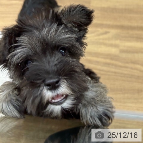 東京都のミニチュアシュナウザー (ペッツワン 青梅インター店/2025年9月22日生まれ/女の子/ソルトペッパー)の子犬の4枚目の画像