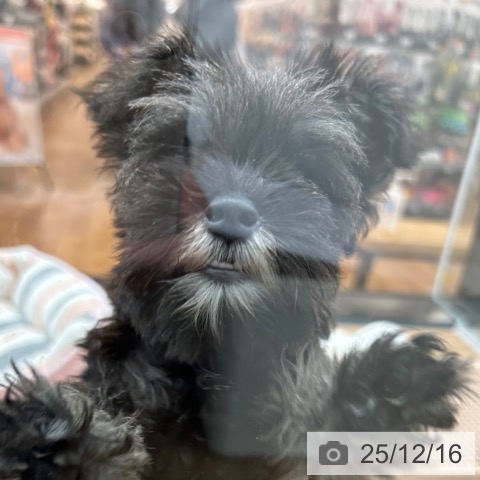 東京都のミニチュアシュナウザー (ペッツワン 青梅インター店/2025年9月22日生まれ/女の子/ソルトペッパー)の子犬の3枚目の画像