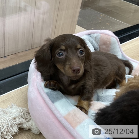 ミニチュア・ダックスフンドの写真